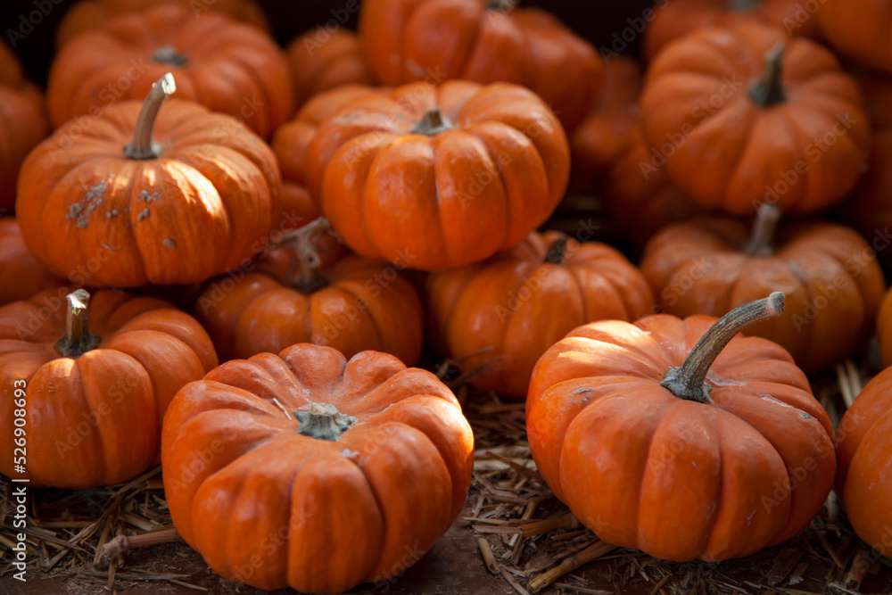 Mini pumpkins in the pile