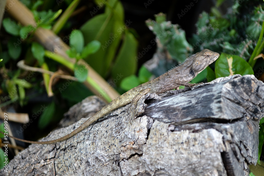 A chameleon perched on a log on a natural background. A chameleon perched on a log on a natural background.