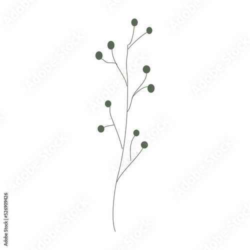 plant isolated on transparent  background