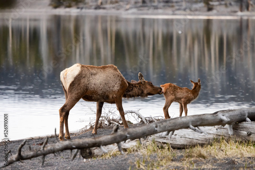 Elk mother cleaning her calf by Yellowstone Lake in American Landscape. Yellowstone National Park. United States. Nature Background.