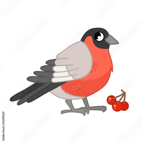 Vector  illustration of cartoon cute bullfinch isolated on white background.