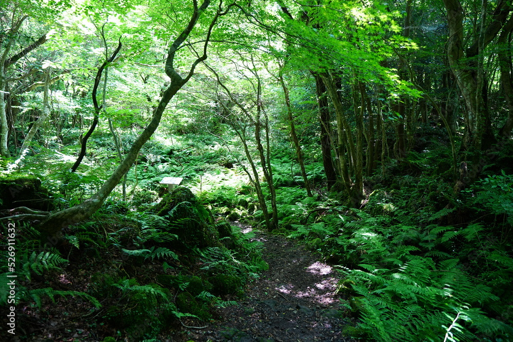 thick wild forest and path in the gleaming sunlight