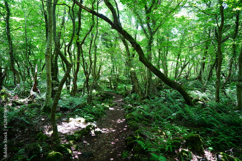 Fototapeta premium dense summer forest and path in the refreshing sunlight