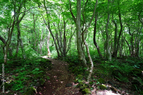 dense summer forest and path in the refreshing sunlight