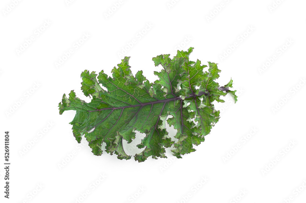 Fototapeta premium Close up kale leaves isolated on white background.