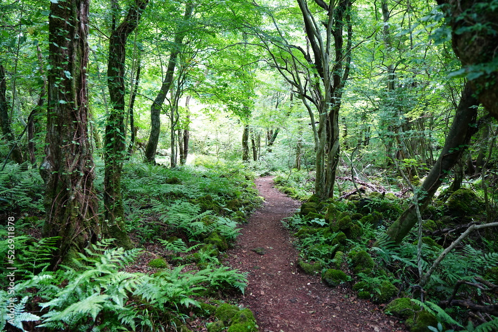 Fototapeta premium refreshing path through old trees and fern