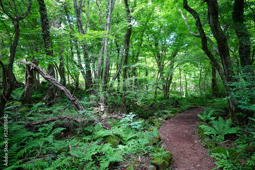 refreshing path through old trees and fern