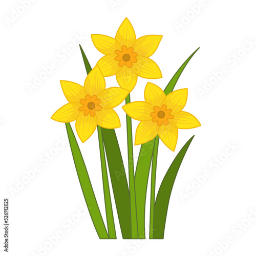 Vector cartoon illustration of yellow daffodils on a white background.
