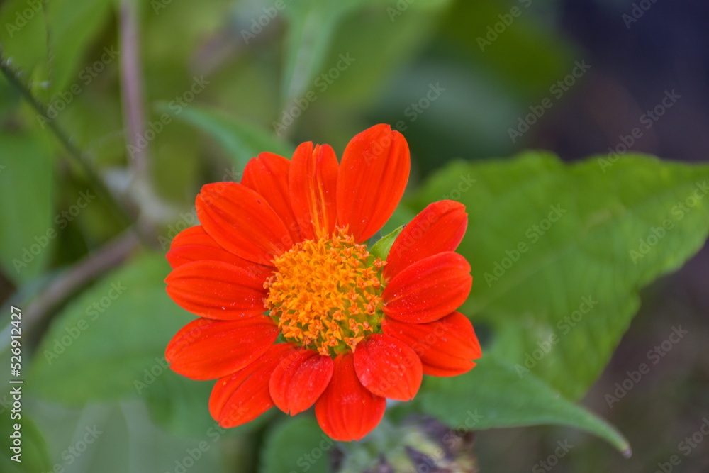 Fields of beautiful orange zinnias blooming and petals in a Thai garden. Fields of beautiful orange zinnias blooming and petals in a Thai garden.