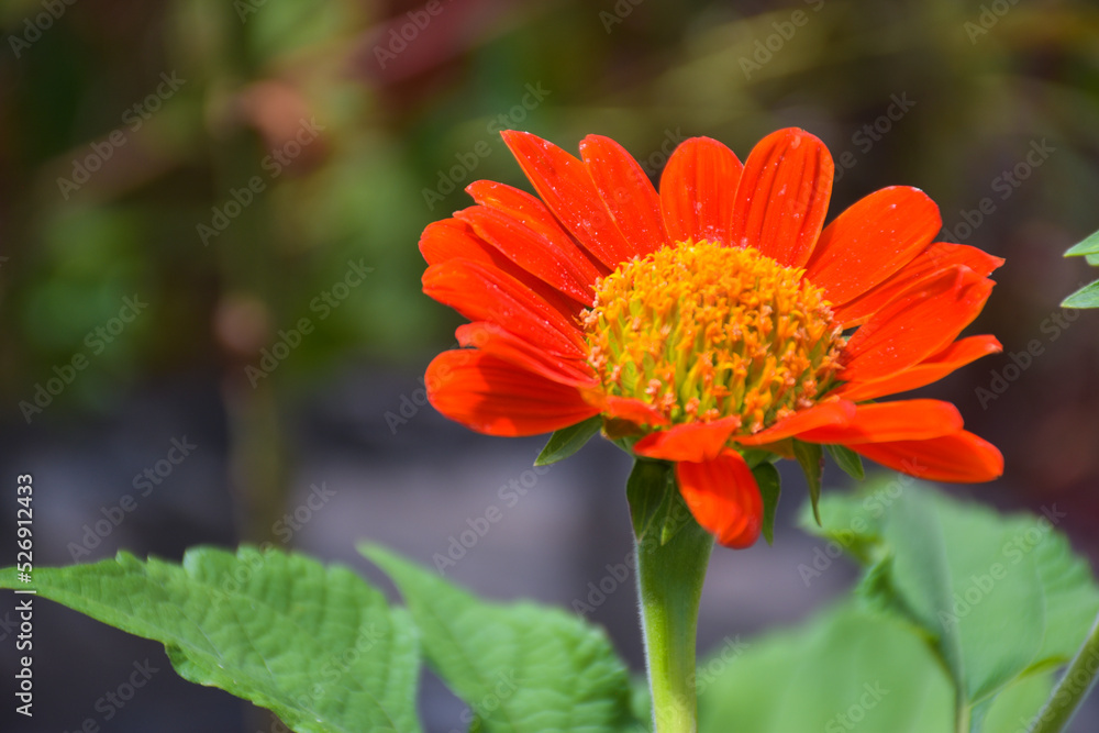 Fields of beautiful orange zinnias blooming and petals in a Thai garden. Fields of beautiful orange zinnias blooming and petals in a Thai garden.