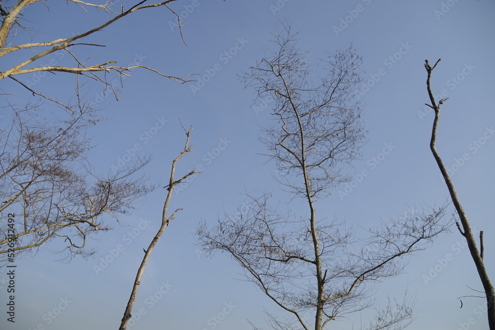 Nature wallpaper of dry trees without Leaves with blue sky background.