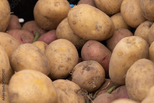 Pile of organic potatoes freshly harvested for sale at a local farmers market