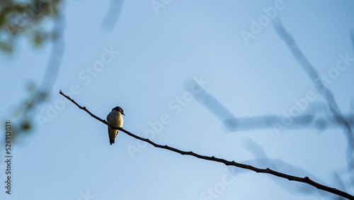 Spotted munia  Lonchura punctulata  is a sparrow-sized estrildid finch native to tropical Asia