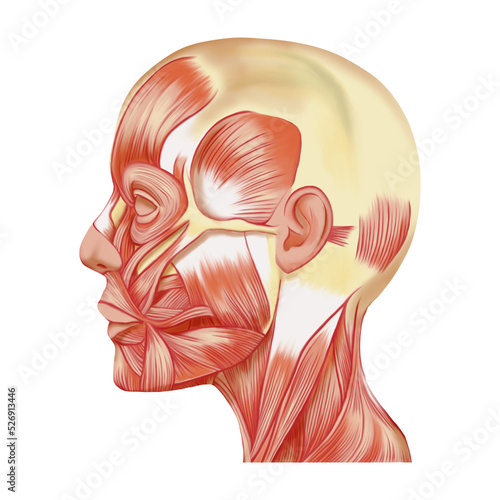 線画なし厚塗りのリアルな表情筋の横顔イラスト　ラスター素材