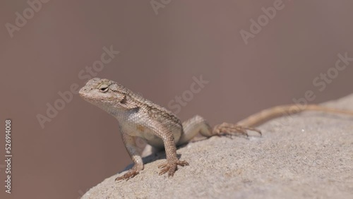 California lizards are very curious and love to bask in the sun. California (USA).