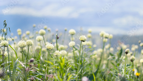 Beautiful airy floral background. White flowers in the Carpathian mountains. Copy space