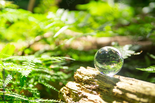 苔と水晶玉