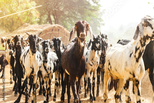 group of Indian Goats in village Haryana, India. Black and white color got. Close-up shot of Goats
