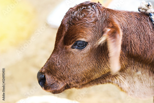 New born brown calf with blur background. Indian calf. India cow baby. Gai