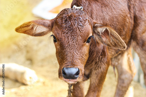 New born brown calf with blur background. Indian calf. India cow baby. Gai