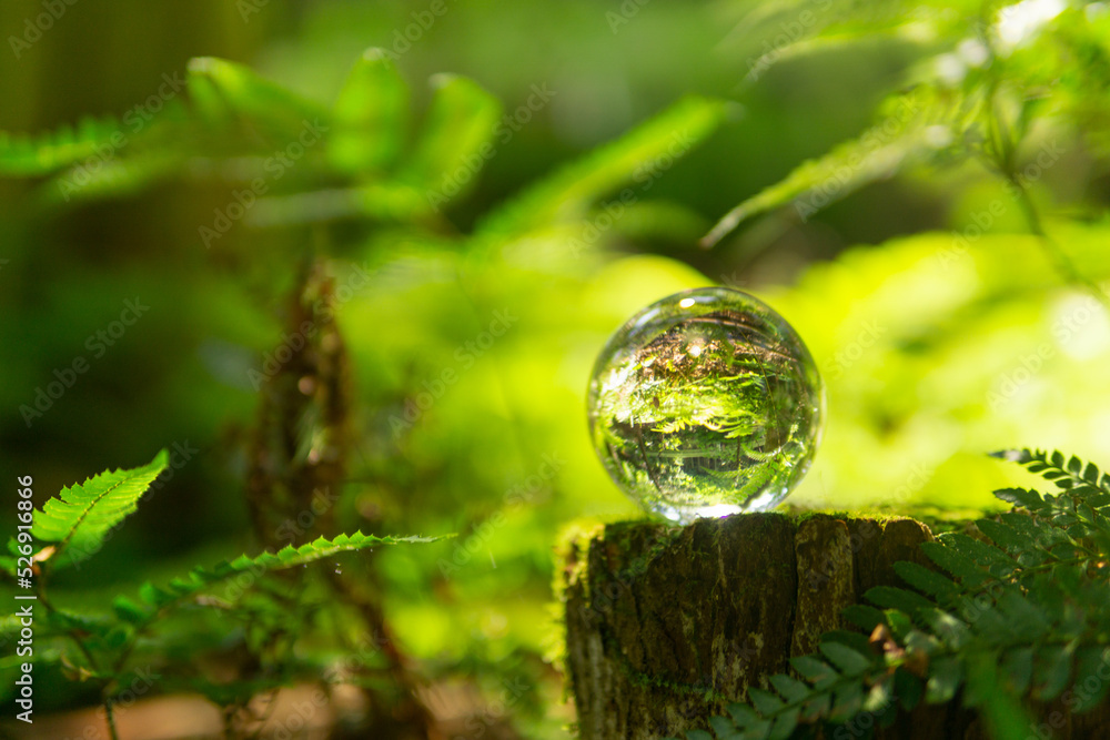 苔と水晶玉 苔と水晶玉