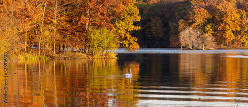Fototapeta Naklejka Na Ścianę i Meble -  Mute swan in middle of the lake in Kensington Metro park, Michigan