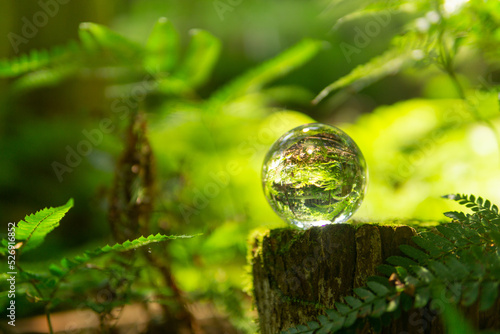 苔と水晶玉 © 歌うカメラマン