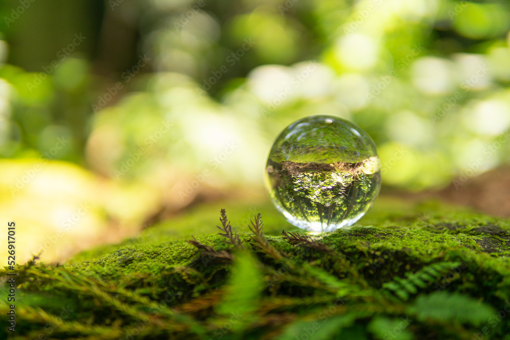 苔と水晶玉 苔と水晶玉