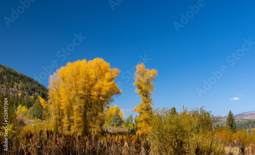 Tall Cottonwood trees in Uinta Wasatch Cache national forest, Utah.