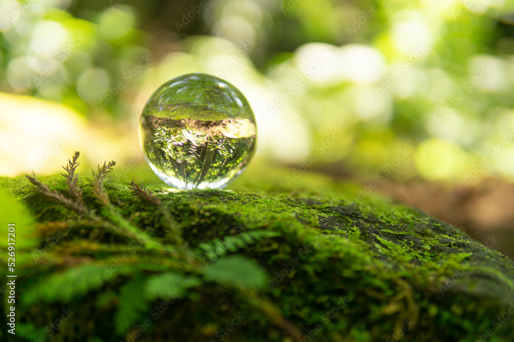 苔と水晶玉