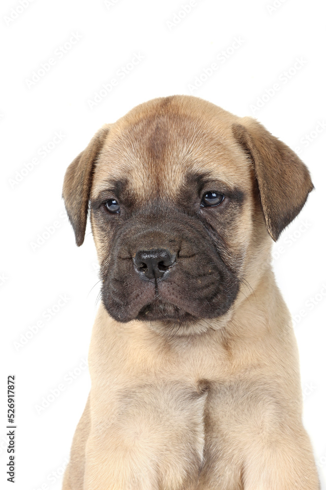 portrait of a bullmastiff puppy in studio portrait of a bullmastiff puppy in studio