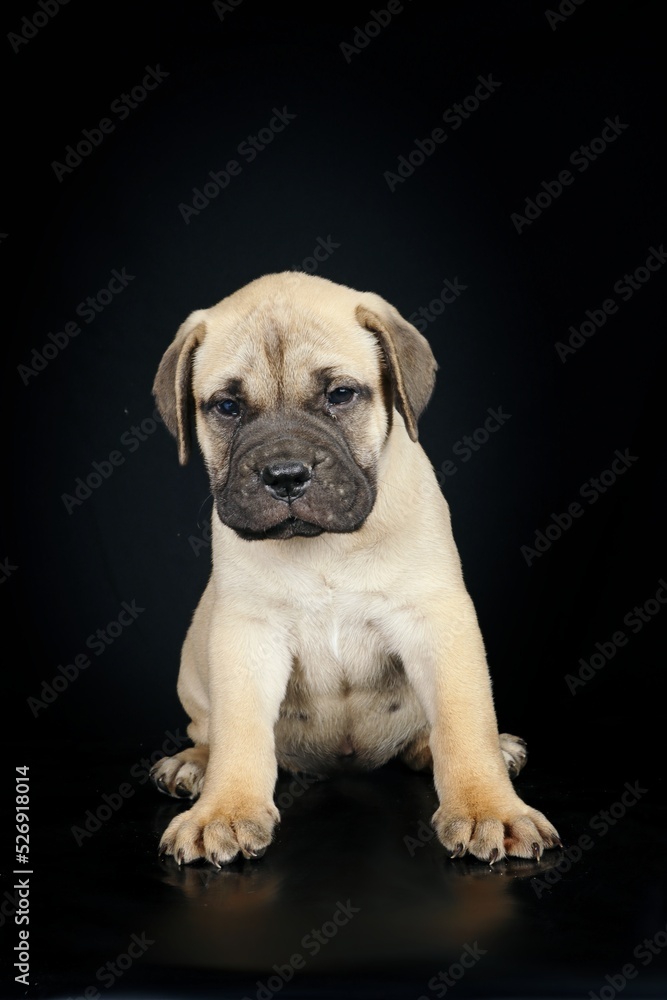 siiting puppy bullmastiff 