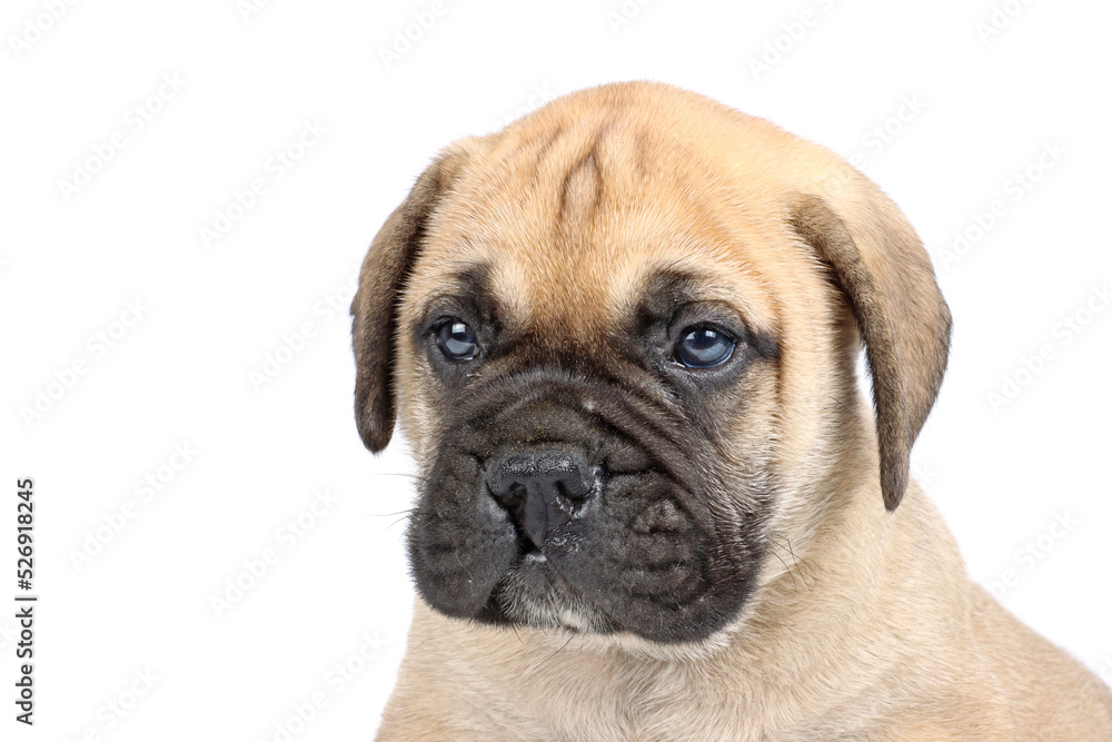 puppy with a harelip isolated on white background