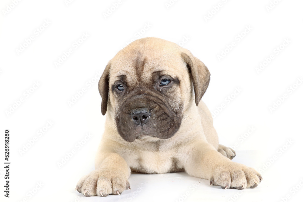 bullmastiff puppy lying isolated on a background in studio 