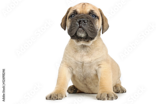 puppy with a harelip isolated on white background photo