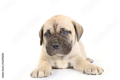 bullmastiff puppy lying isolated on a background in studio 