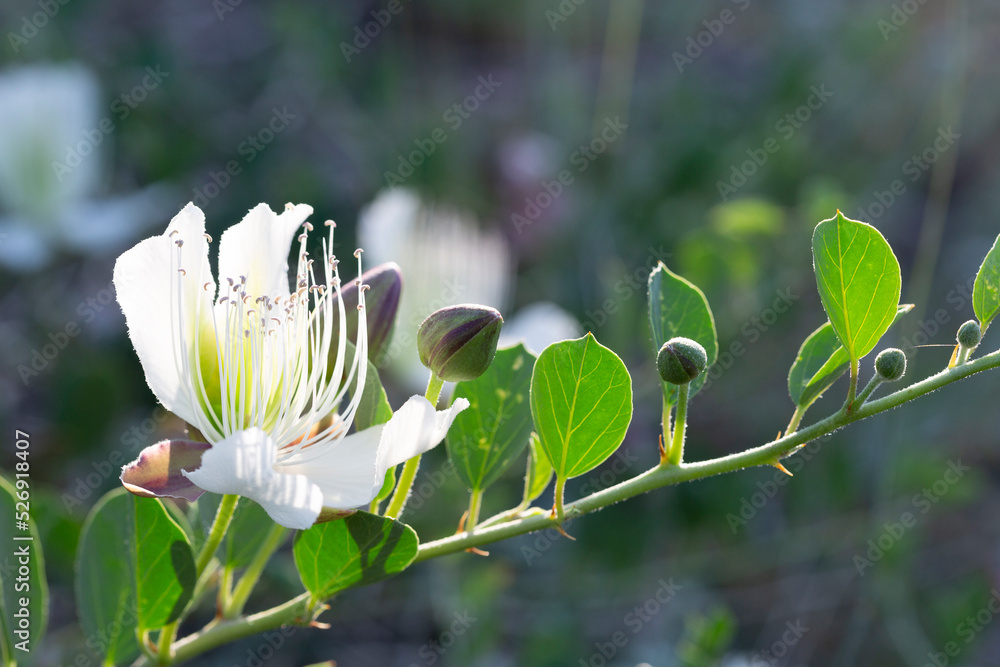 White blossoming capers close up White blossoming capers close up