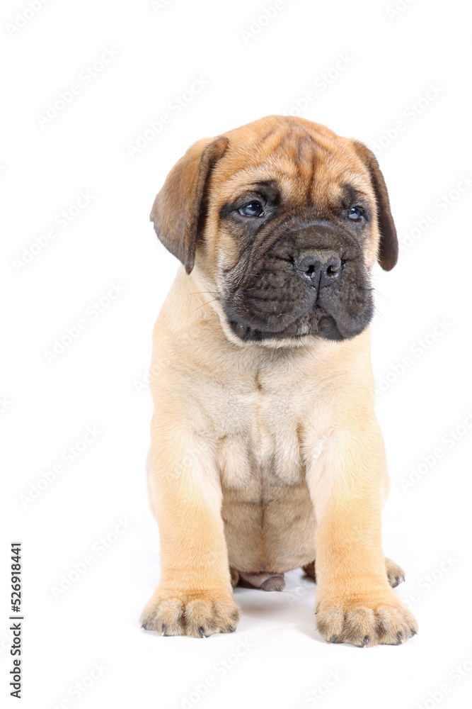 sitting puppy bullmastiff isolated on studio