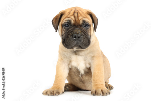 sitting puppy bullmastiff isolated on studio