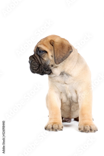 sitting puppy bullmastiff isolated on studio © eds30129