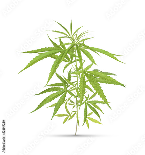 Marijuana trees for medical use are used separately isolated on transparent background.  .PNG 