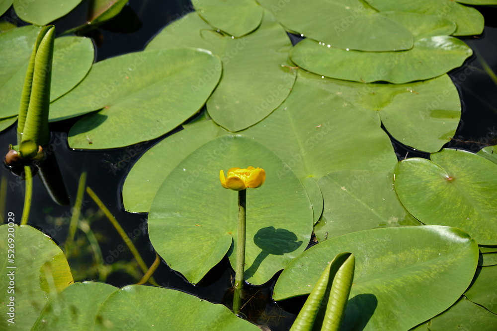 close up of green lotus flower and huge green leaves background on lake surface close up of green lotus flower and huge green leaves background on lake surface