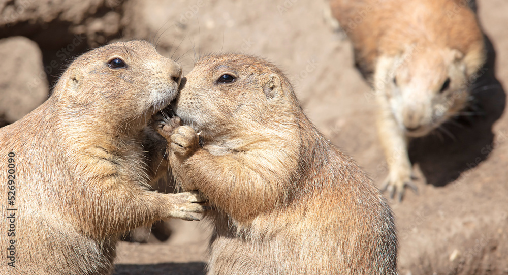 Pair of Prairie Dogs (Cynomys) exchanging loving effusions and appearing to be kissing Pair of Prairie Dogs (Cynomys) exchanging loving effusions and appearing to be kissing