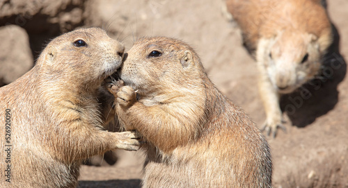 Pair of Prairie Dogs (Cynomys) exchanging loving effusions and appearing to be kissing photo