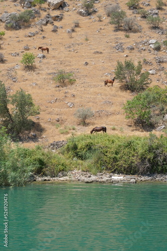 view of the euphrates river in the morning and three horses grasing over euphrates river. the concept for the environment.