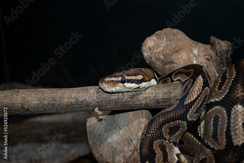 The head of a large, black and brown python snake resting against a branch with a dark background.