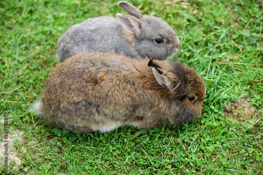 brown and gray rabbit in nature park on green grass brown and gray rabbit in nature park on green grass