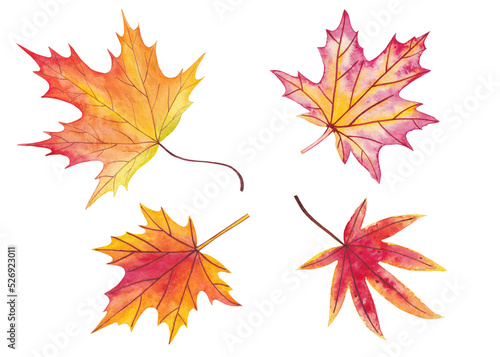 Set of autumn maple leaves isolated on white background. Watercolor illustration.