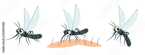 Vector illustration of a cute and beautiful mosquito on white background. Charming characters in different poses stand calm, sit down to drink blood on the body, flies in cartoon style.