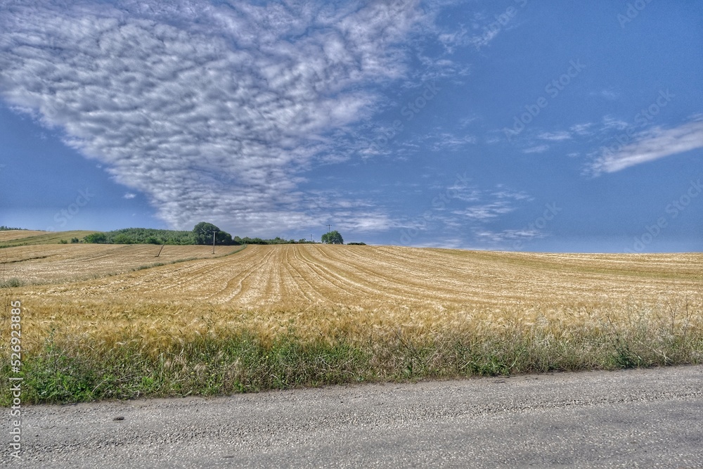 Fototapeta premium beautiful landscape with a field of wheat, Low angle view of agricultural field from gravel road.